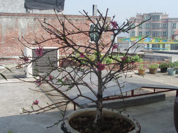 桃花盆栽很好养!瓦盆砂土长势旺,过冬冻一冻花更多!