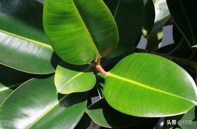 橡皮树黄叶掉叶是怎么回事,橡皮树掉叶的地方还能长出叶子吗