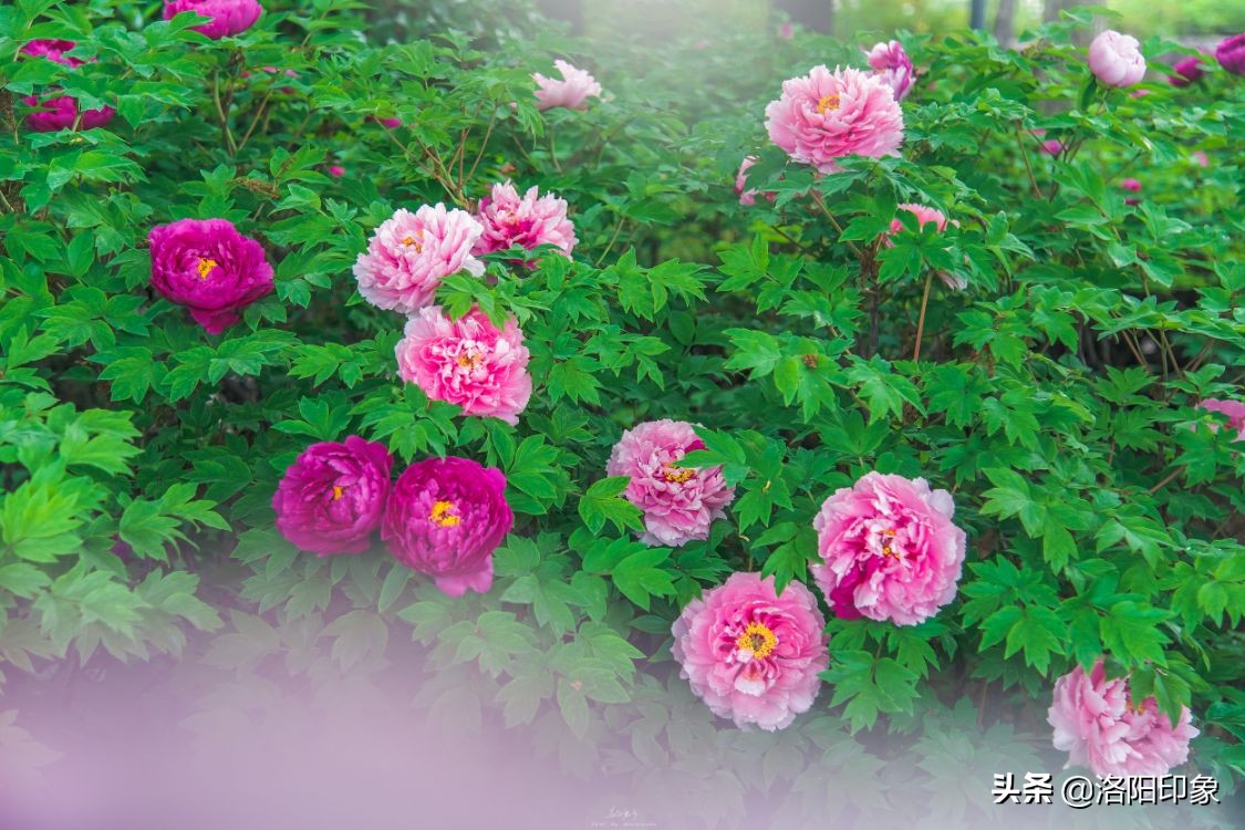 国花雍容华贵牡丹花,雍容华贵富贵牡丹