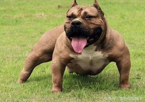 全球十大猛犬藏獒都排不上名次,藏獒vs各种猛犬谁是霸主