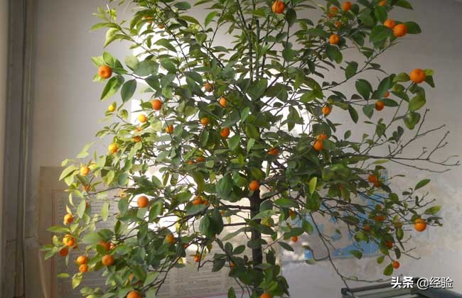 橘子树可以盆栽吗,橘子怎么人工授粉