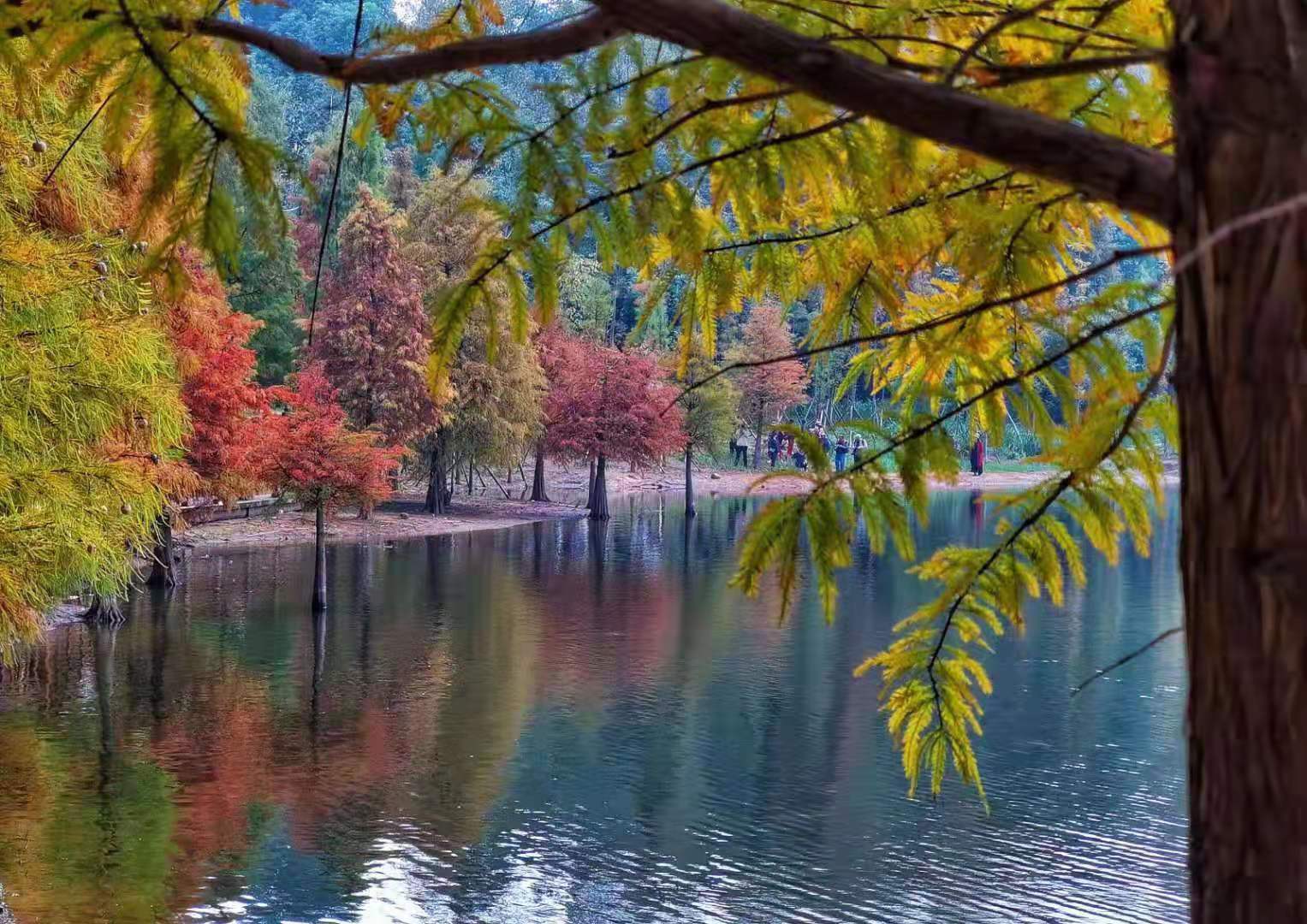 论足球观赏性,论足球运动的意义