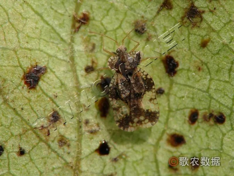 樱桃防治虫害的方法,樱桃虫害防治绝招