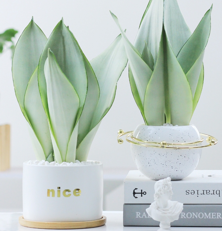 适合阳光暴晒的观叶绿植,适合室内养的高端观叶绿植