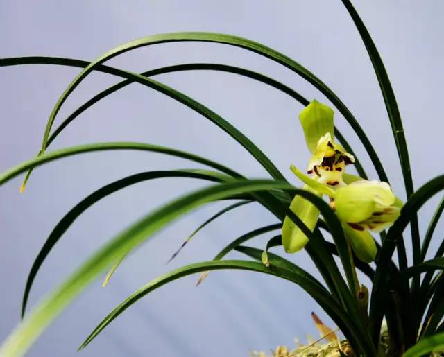 中国十大名花你认识几种呢,中国十大名花你喜欢哪种呢