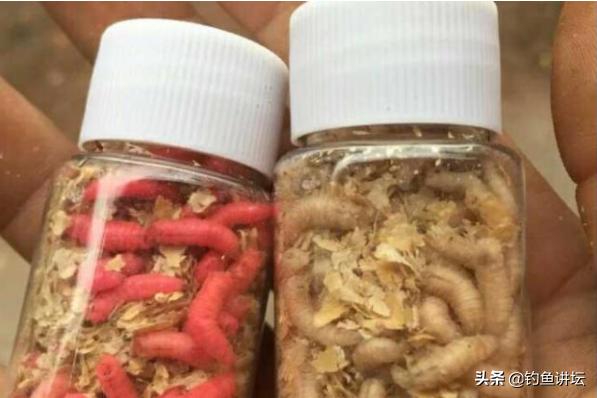 鲤鱼最爱吃三种饵料品牌,鲤鱼最爱的食物排行榜