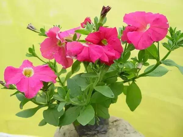 身边常见花卉识别,身边常见的树有哪些