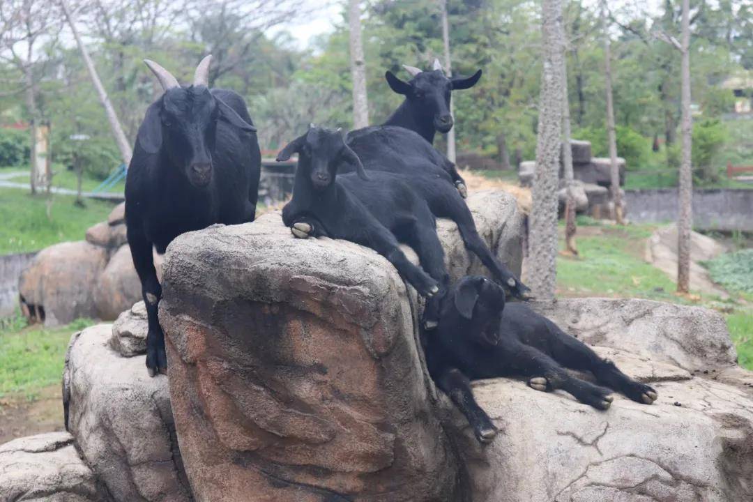 清远森波拉温泉奇妙世界,清远森波拉温泉旅游攻略