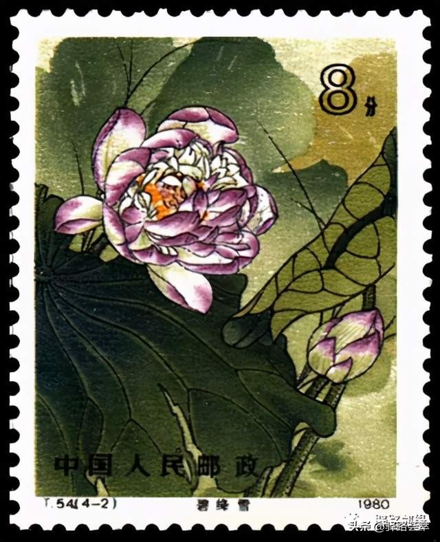 柯汝读邮：荷花T54映日荷花别样红