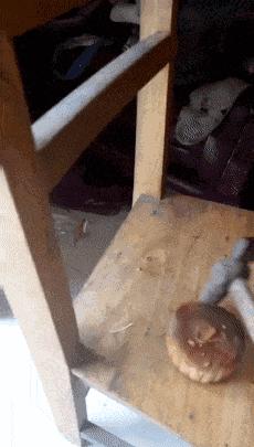 搞笑gif你们这些城里人太会玩了,搞笑gif逗比的世界你永远理解不了