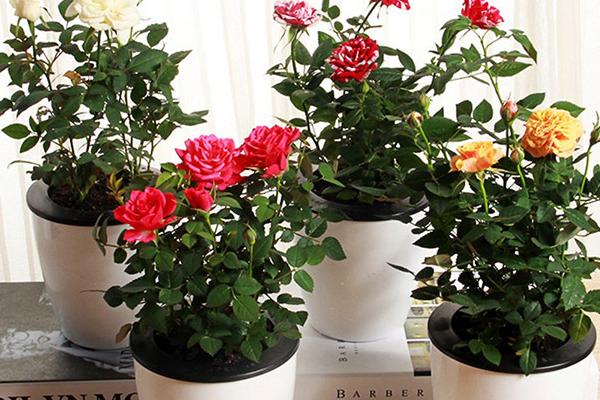 玫瑰怎么养视频,玫瑰怎么养水培