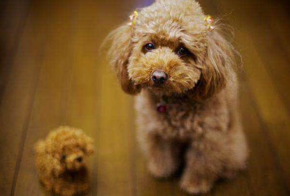 泰迪犬初老的5大表现你家有哪些,泰迪犬不尊重主人的表现