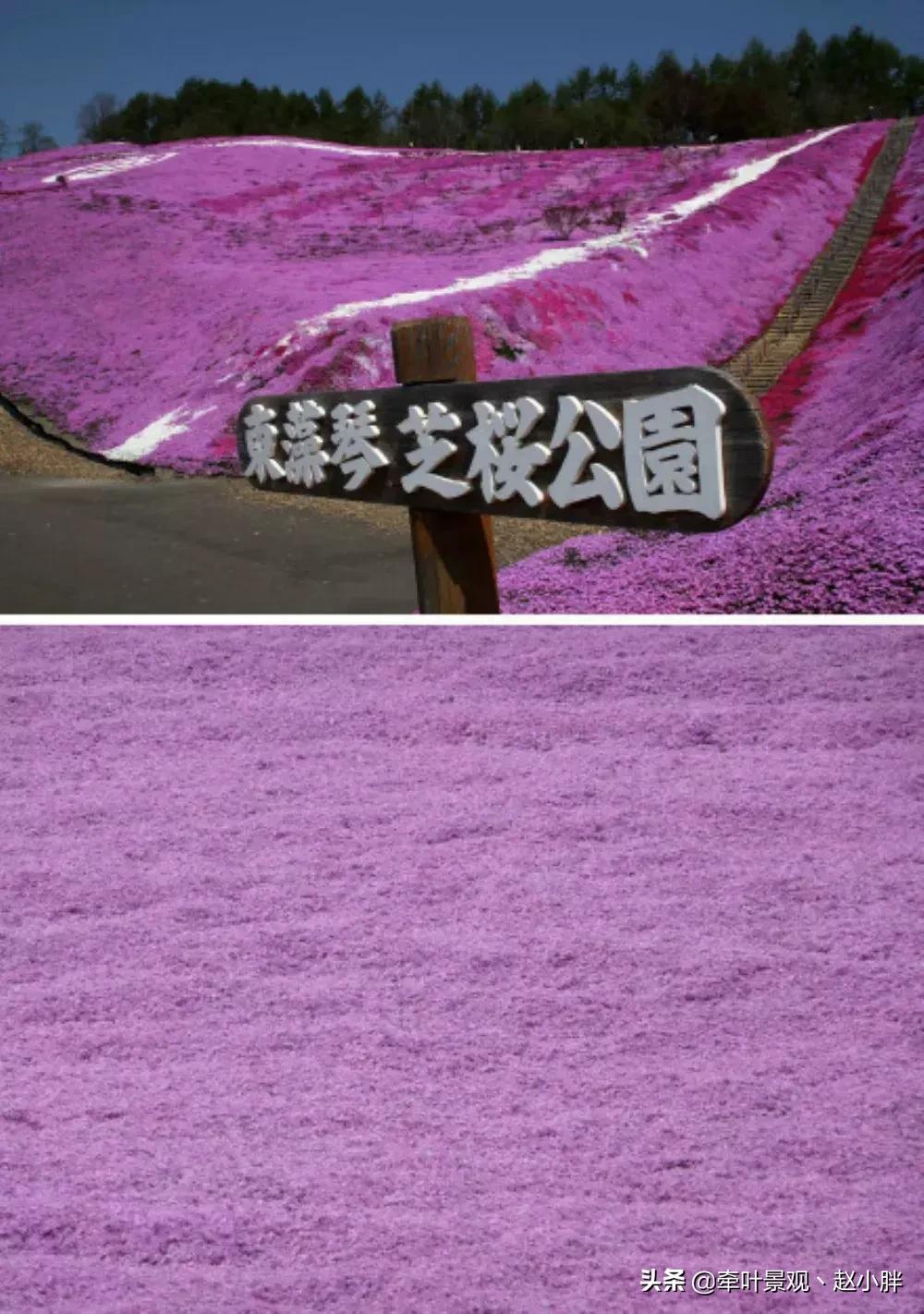 踏春寻美景,踏春赏花梯田漫步