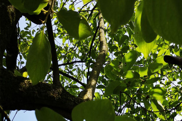 院子里的老柿子树砍掉有忌讳吗,柿子树是老枝能砍吗