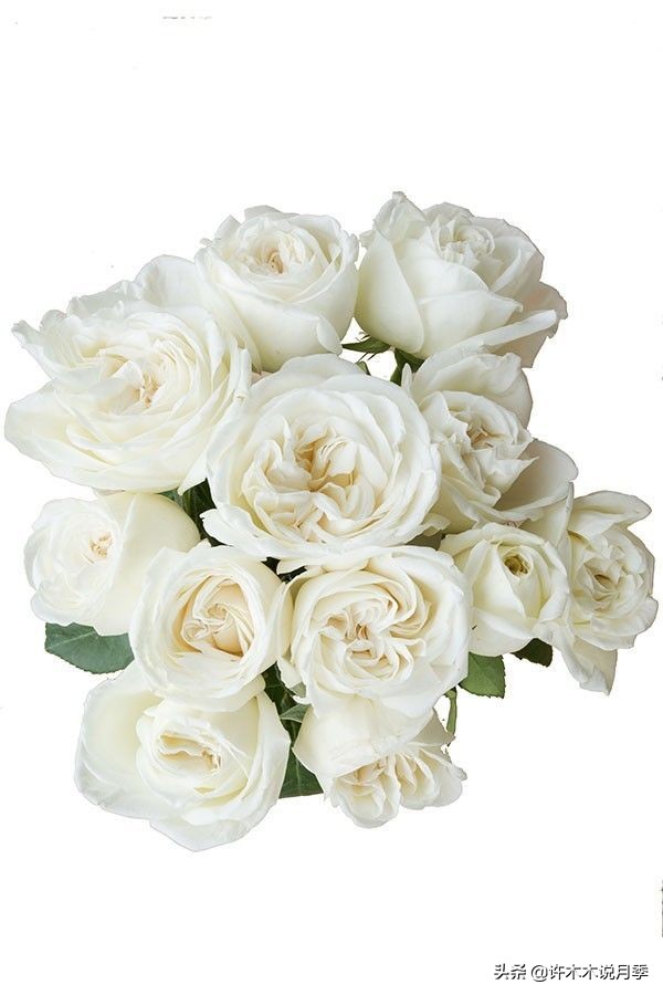 比较香又好养的月季 (颜值高又好养的月季适合阳台党的)