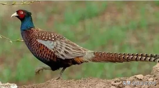 保护的小动物有哪些,保护类小动物