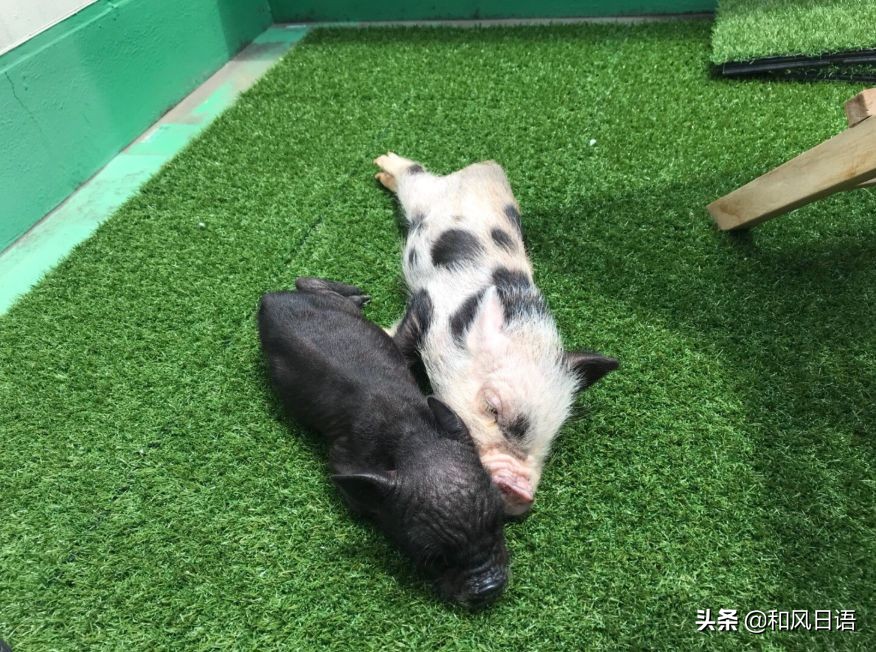 日本迷你猪咖啡厅,日本街头超有人气的猫头鹰咖啡厅