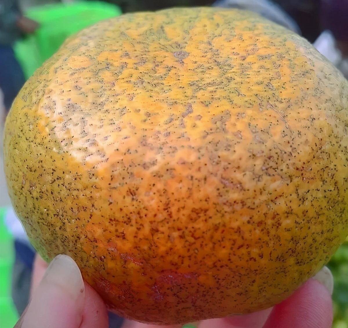 本轮寒潮对春耕的影响,什么药防治柑橘沙皮病虫害