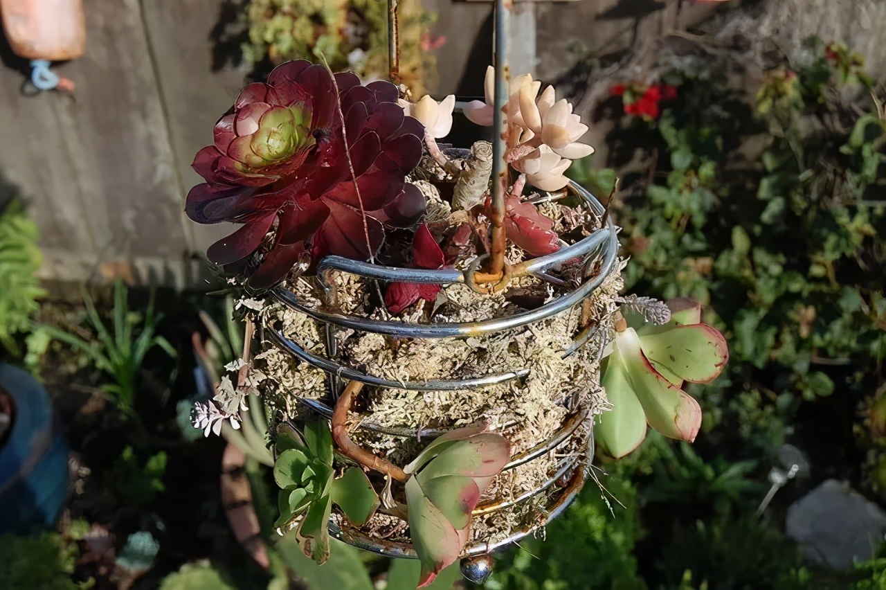 用水苔养花的6大好处，烂根植物轻松救活，枯萎的多肉能重新生根