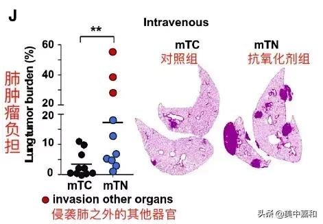 维生素e导致肿瘤,维生素e会影响乳腺增生吗