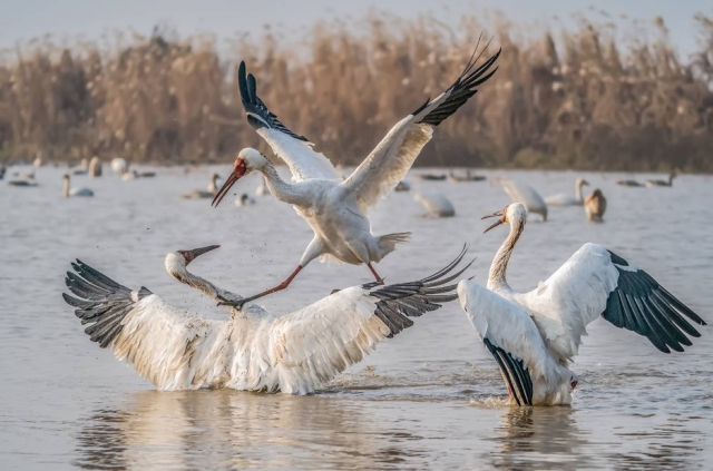 索尼alpha9ii上手初体验,索尼alpha9