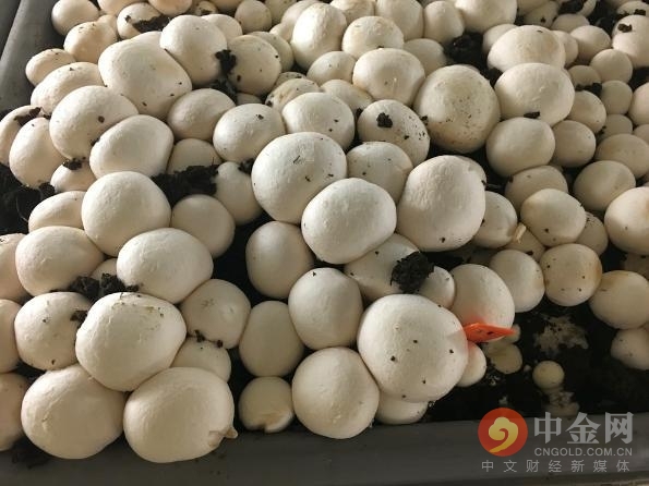 昆虫零食香辣,番茄薯片有哪些