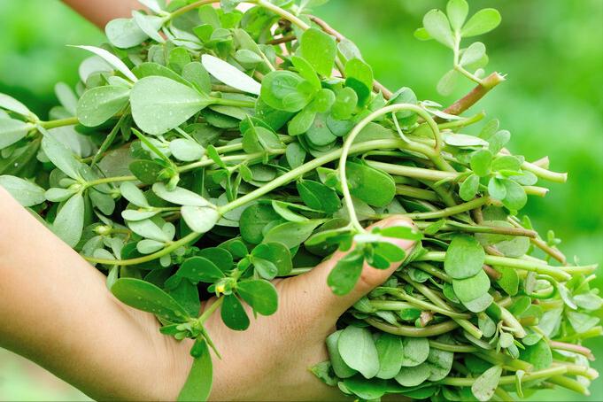 马齿苋不焯水凉拌方法,焯马齿苋放什么不酸