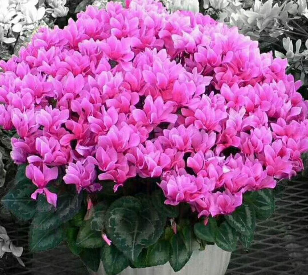 仙客来太湿怎么处理,仙客来花矮怎么办