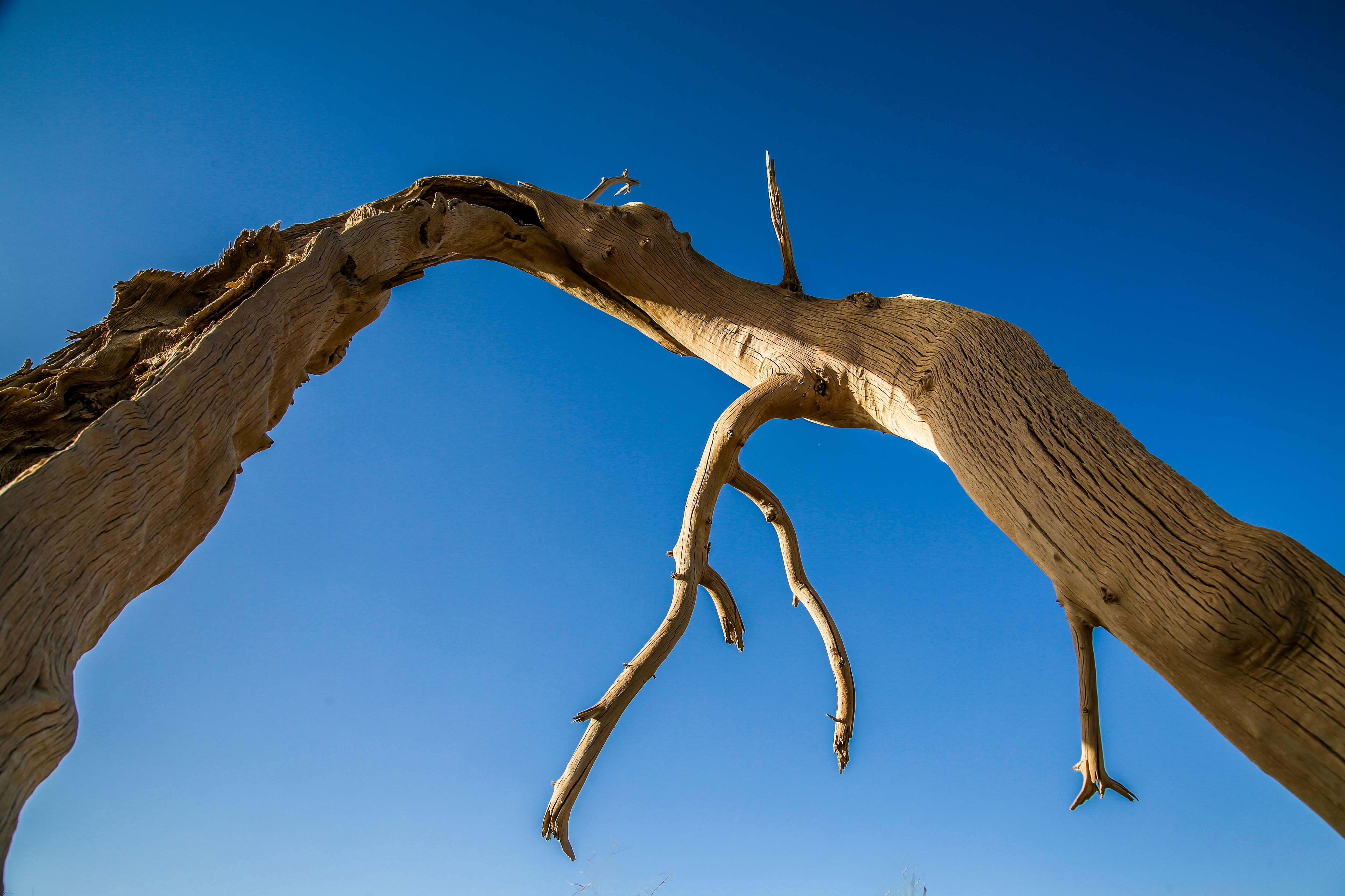 新疆南疆的胡杨,新疆沙雅胡杨林