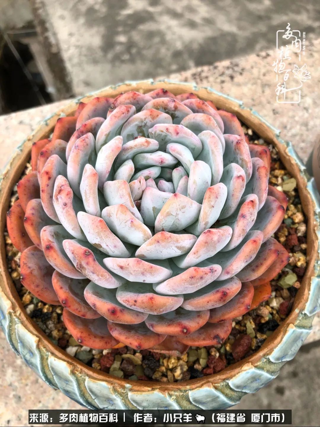 多肉像葡萄一样,多肉像铃兰一样