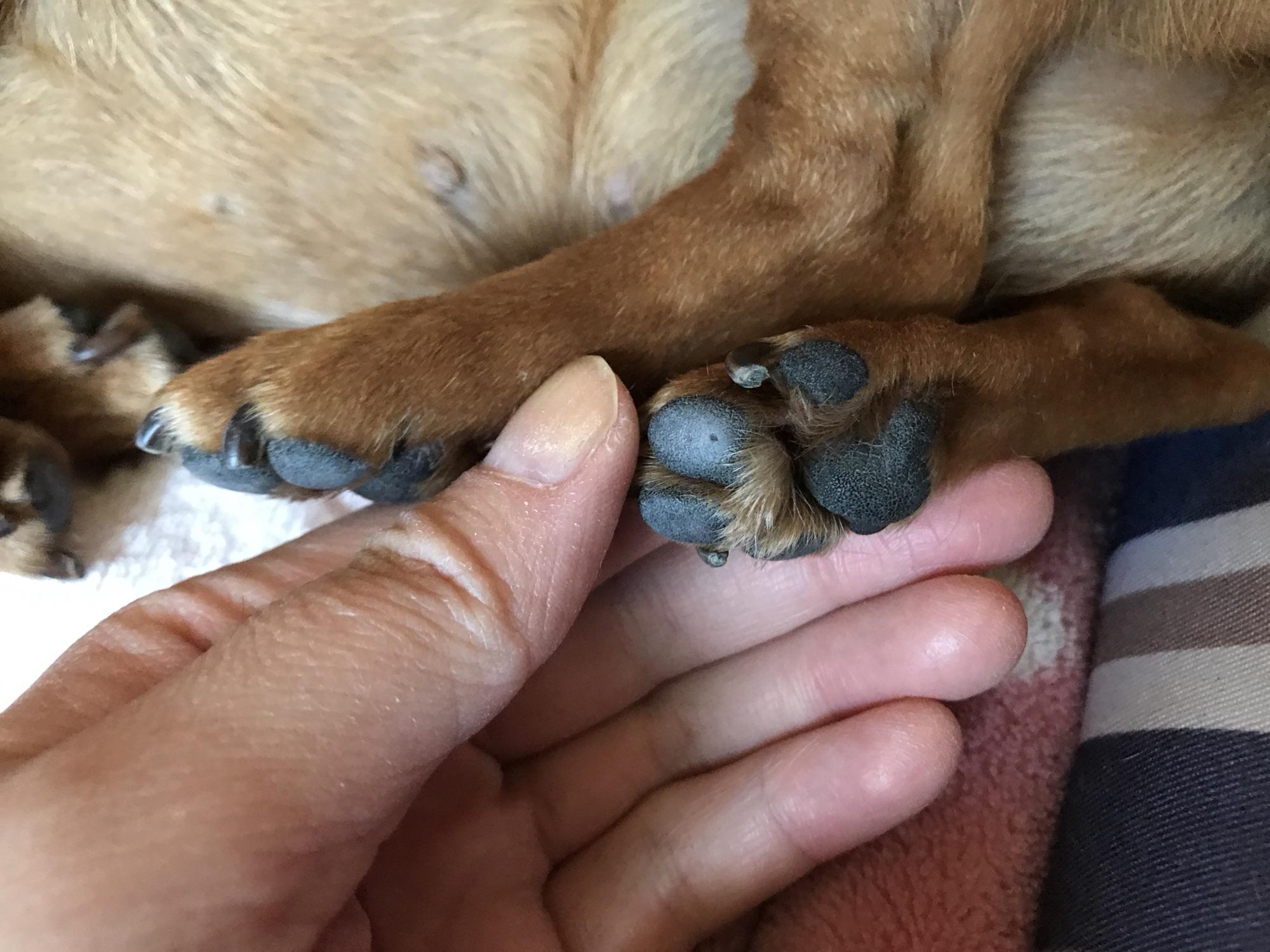 狗狗经常舔猫爪,狗狗铲屎官容易犯的错