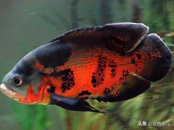 好养爆缸的小鱼,怎样养殖小鱼才能爆缸