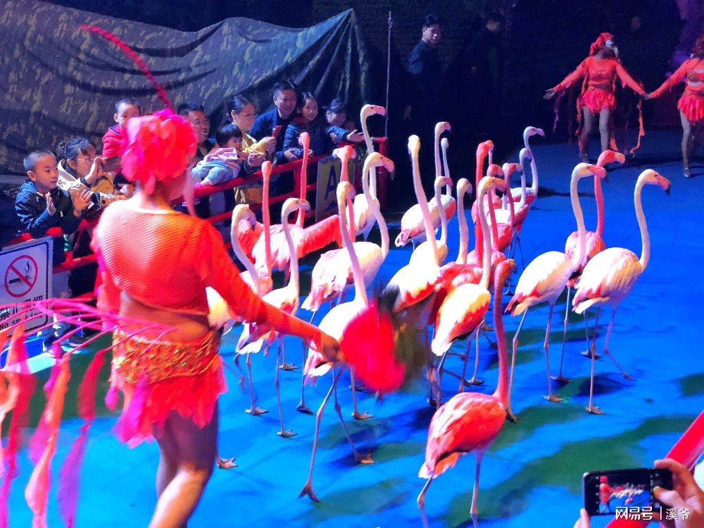 广州长隆游玩超详细亲子游攻略,史上最完整的广州长隆亲子游攻略