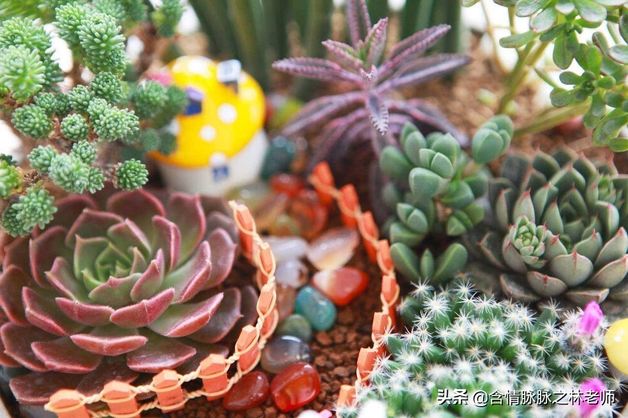 室内三种最旺家庭养植物,家居绿植哪些不适宜养