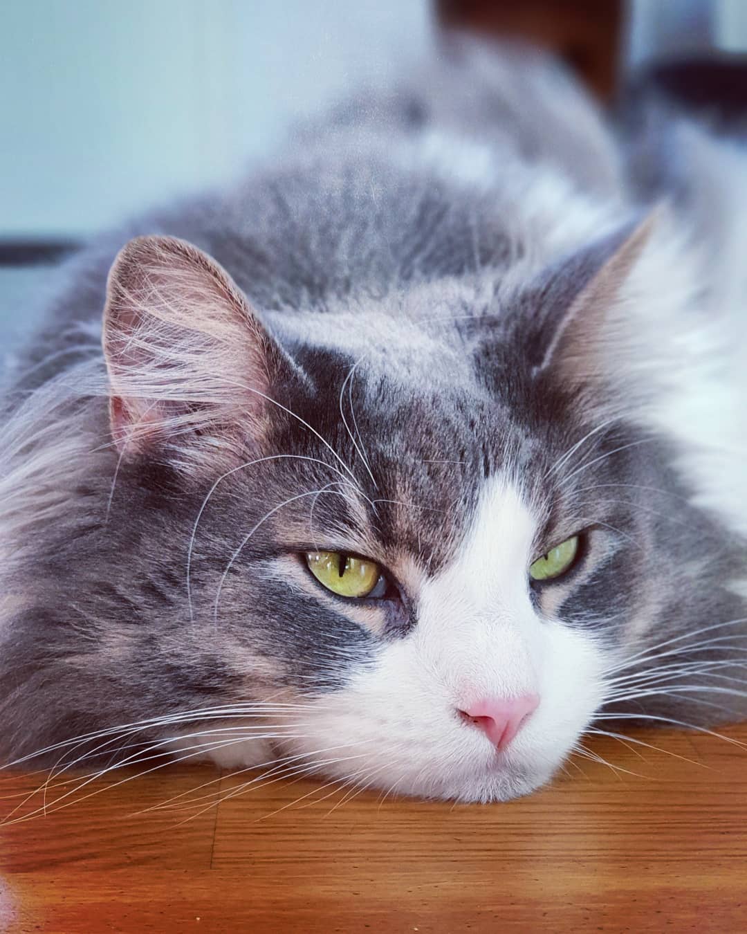 养猫最重要的营养素,猫平时要准备些什么营养素