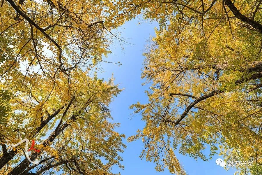 桂林兴安漠川银杏最佳观赏时间,桂林兴安漠川银杏网红打卡地