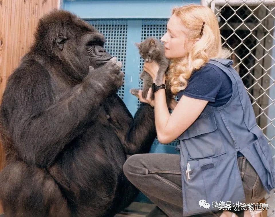 世界各国的著名动物,美国最著名的动物