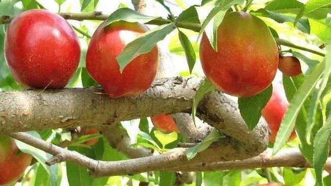 宁夏当地枸杞特产有哪些,枸杞是怎么成为宁夏的特产呢