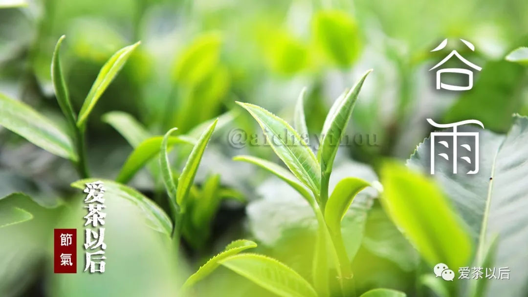 谷雨适合踏青还是喝茶,谷雨节气喝茶习俗美篇