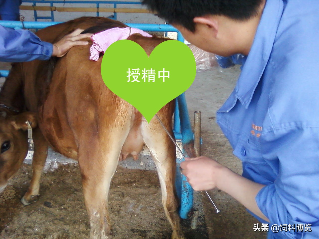 奶牛人工授精意义,奶牛人工授精手法