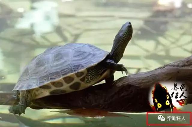 中华花龟和台湾花龟有什么区别,斑纹草龟和普通草龟的区别