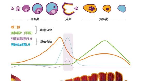 检查出多囊但是怀孕怎么办,检查出多囊肾但是医生说没事