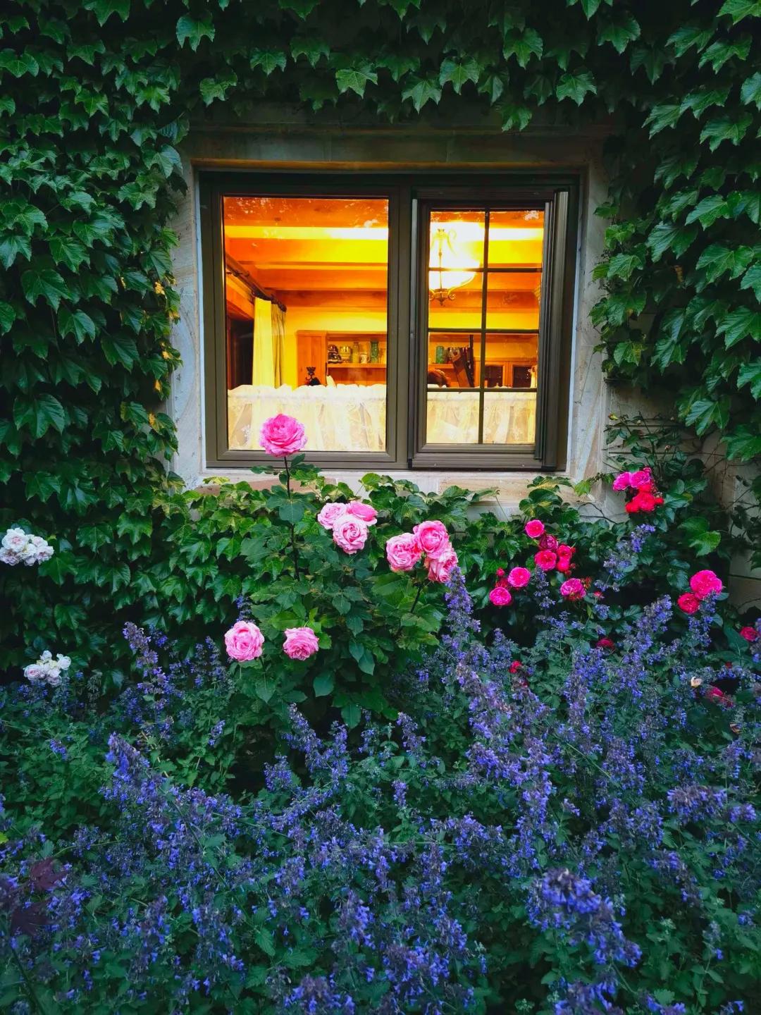 东北花园四季开花植物,北方一年四季都开花的花园