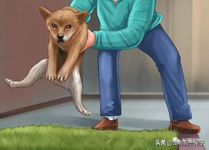 狗狗8个月还是乱拉乱尿怎么办,狗狗出了围栏就乱尿咋回事