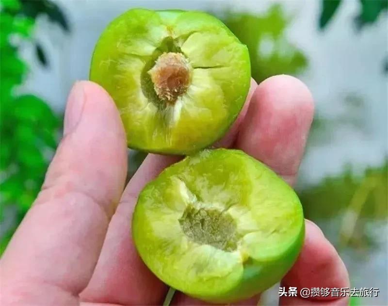 汶川三宝有哪些,汶川三宝市场枇杷