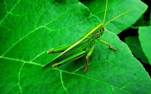 养蚂蚱适合什么地区,为什么要养殖蚂蚱呢图片