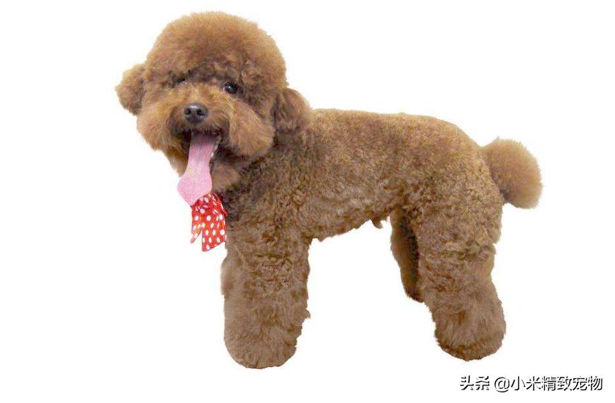 邻居家狗,邻居家的泰迪总吓到我