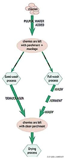 咖啡从采摘到制作过程视频,咖啡采摘加工过程