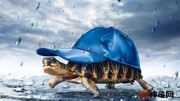 龟最佳的冬眠的方法,龟冬眠该怎么养