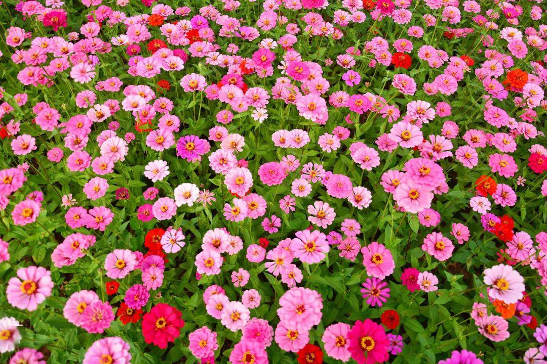 “论斤卖”的10种花卉种子，花海都种它，“靠天吃饭”就能活